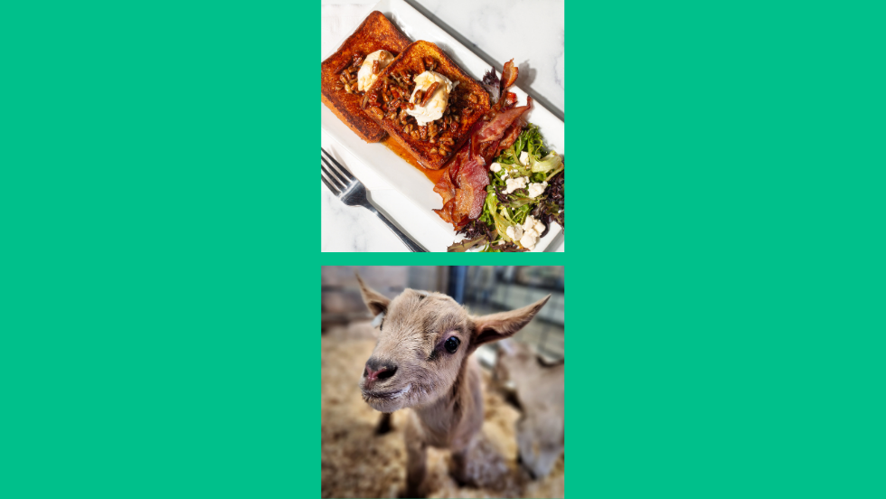 Breakfast and Free Baby Goat Petting | April 26