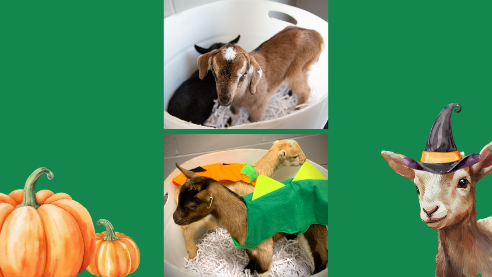 Trick-or-Treat Kids | Free Baby Goat Petting | Oct 26