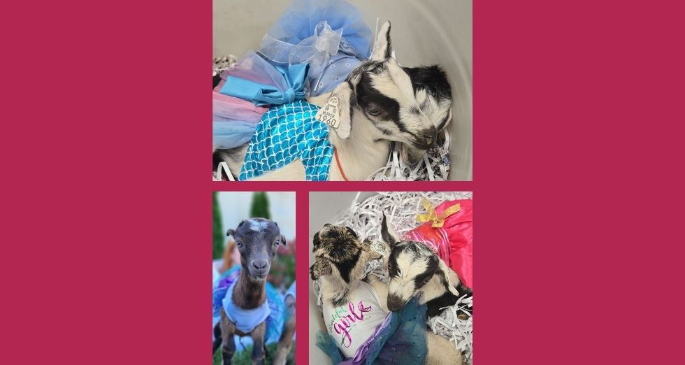 Tea Party with Baby Goats | Free Baby Goat Petting | Jan 24