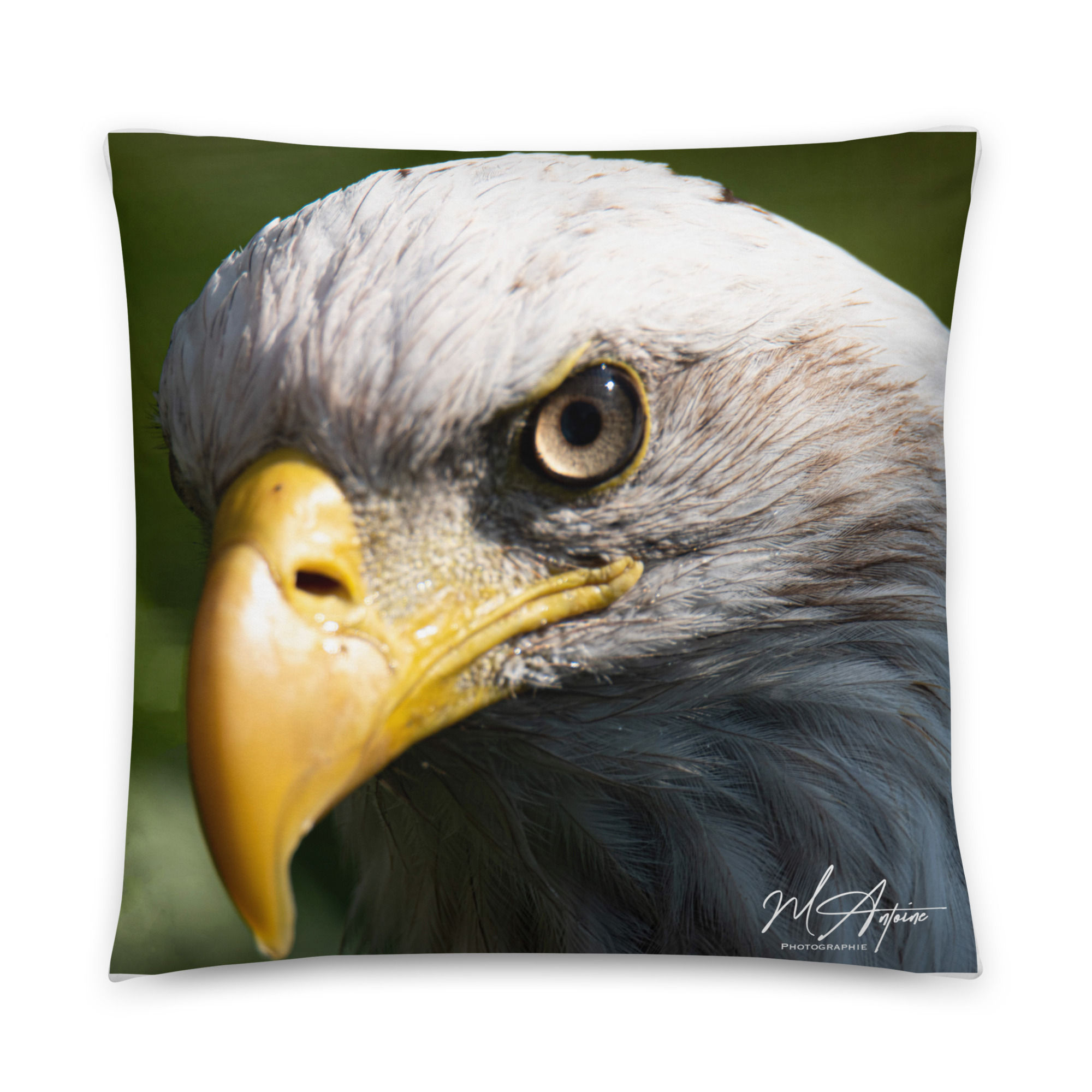 Coussin de Pygargue