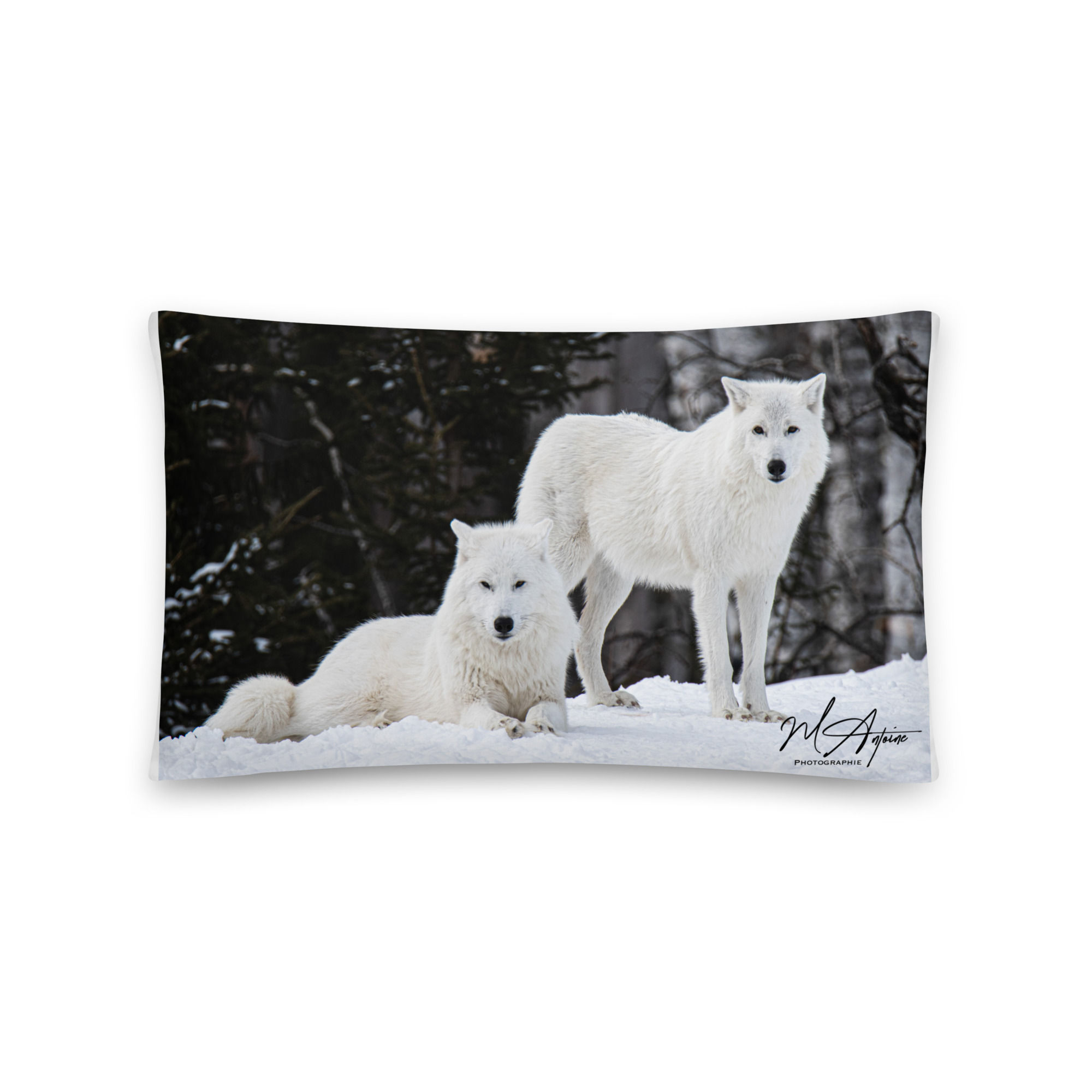 Loups Artiques
