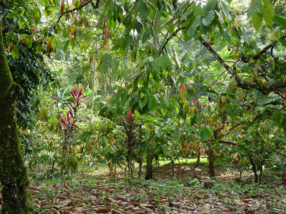 Les cacaoyers