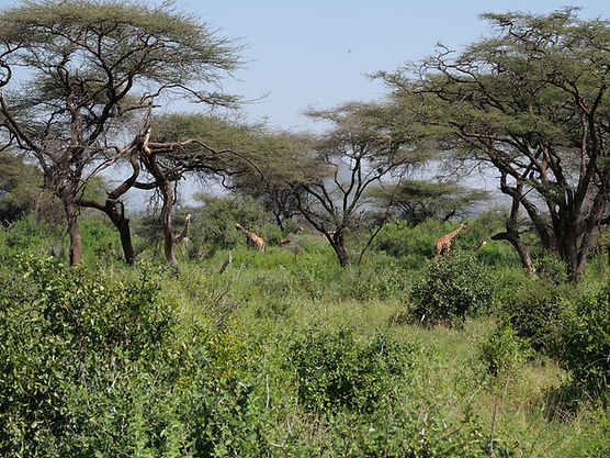 P1013973r.jpg