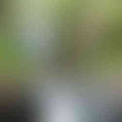 The beautiful Guide Falls, Tasmania.