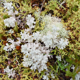 Cradle Mountain Tasmania