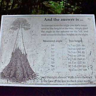 Tall Trees Mount Field 