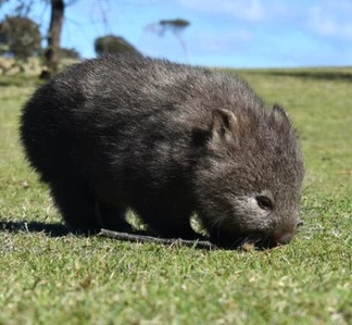 Cradle Mountain Tasmania