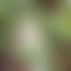 Flora along walk at Swansea.