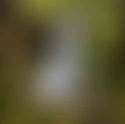 Crater Falls Tasmania