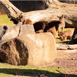 Melbourne Zoo