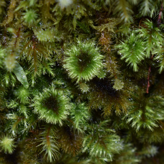 Franklin River Nature Trail