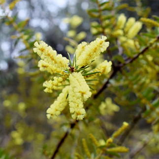 Turret Falls The Grampians