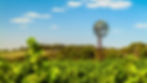 Clare Valley Wineries ~ South Australia.