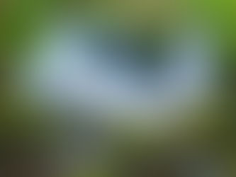 Horseshoe Falls Tasmania