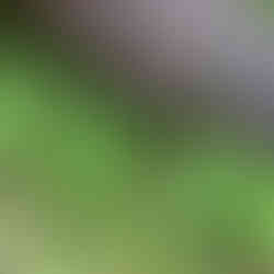 Beehive Falls The Grampians