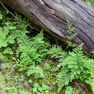 Beehive Falls The Grampians