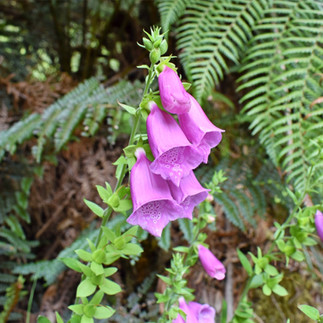 Evercreech Forest Reserve Tasmania