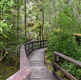 Franklin River Nature Trail