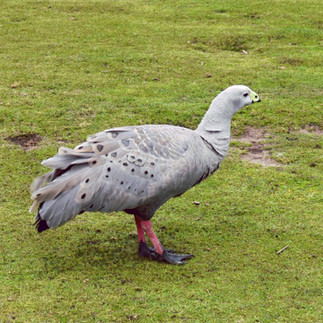 Cape Barren Geese on Maria Island.