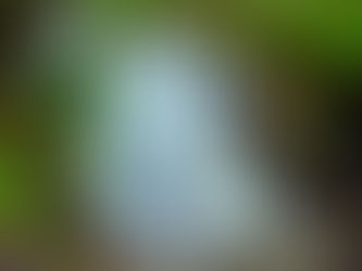 Toorongo Falls Victoria