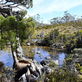 Pandani Grove ~ Mount Field