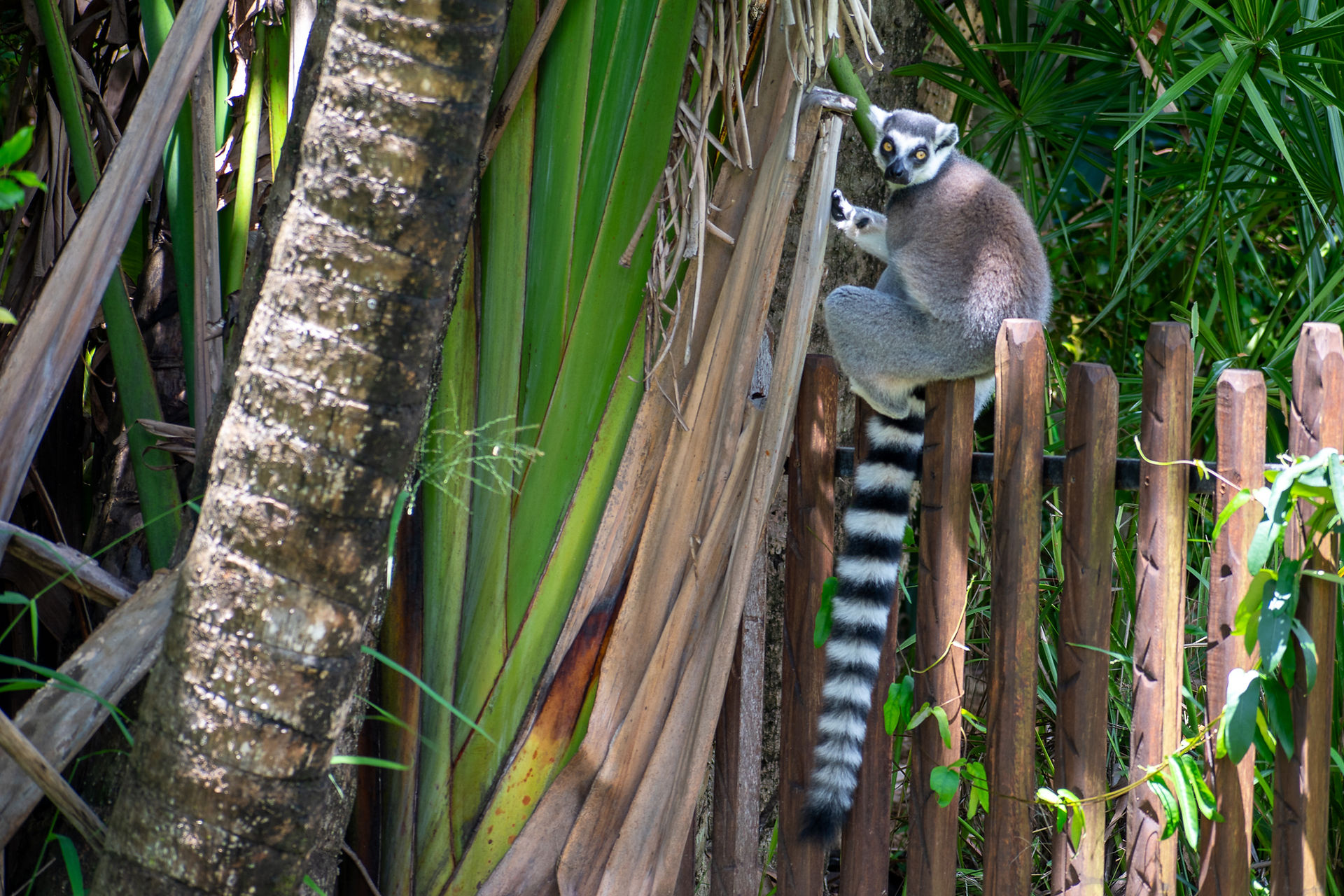 Taronga Western Plains Zoo