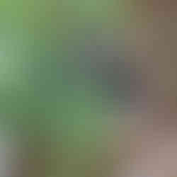 Great Ocean Road Day Tour