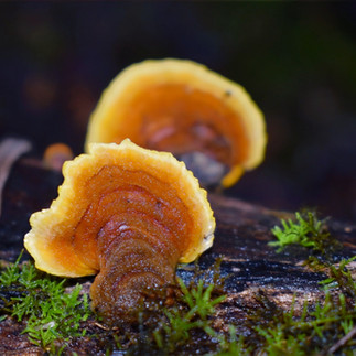 Fungi along St Columba Falls Track