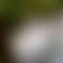 Franklin River Nature Trail