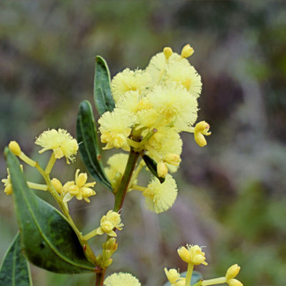 Beehive Falls The Grampians
