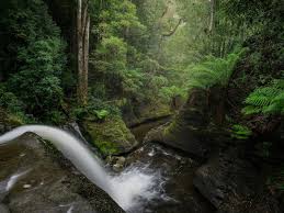 Liffey Falls 