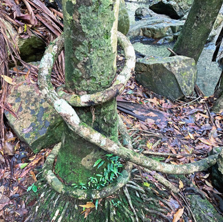 Baxter Falls ~ Queensland