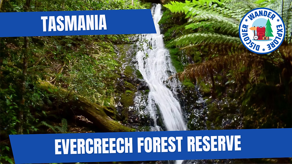 Evercreech Forest Reserve ~ Tasmania.