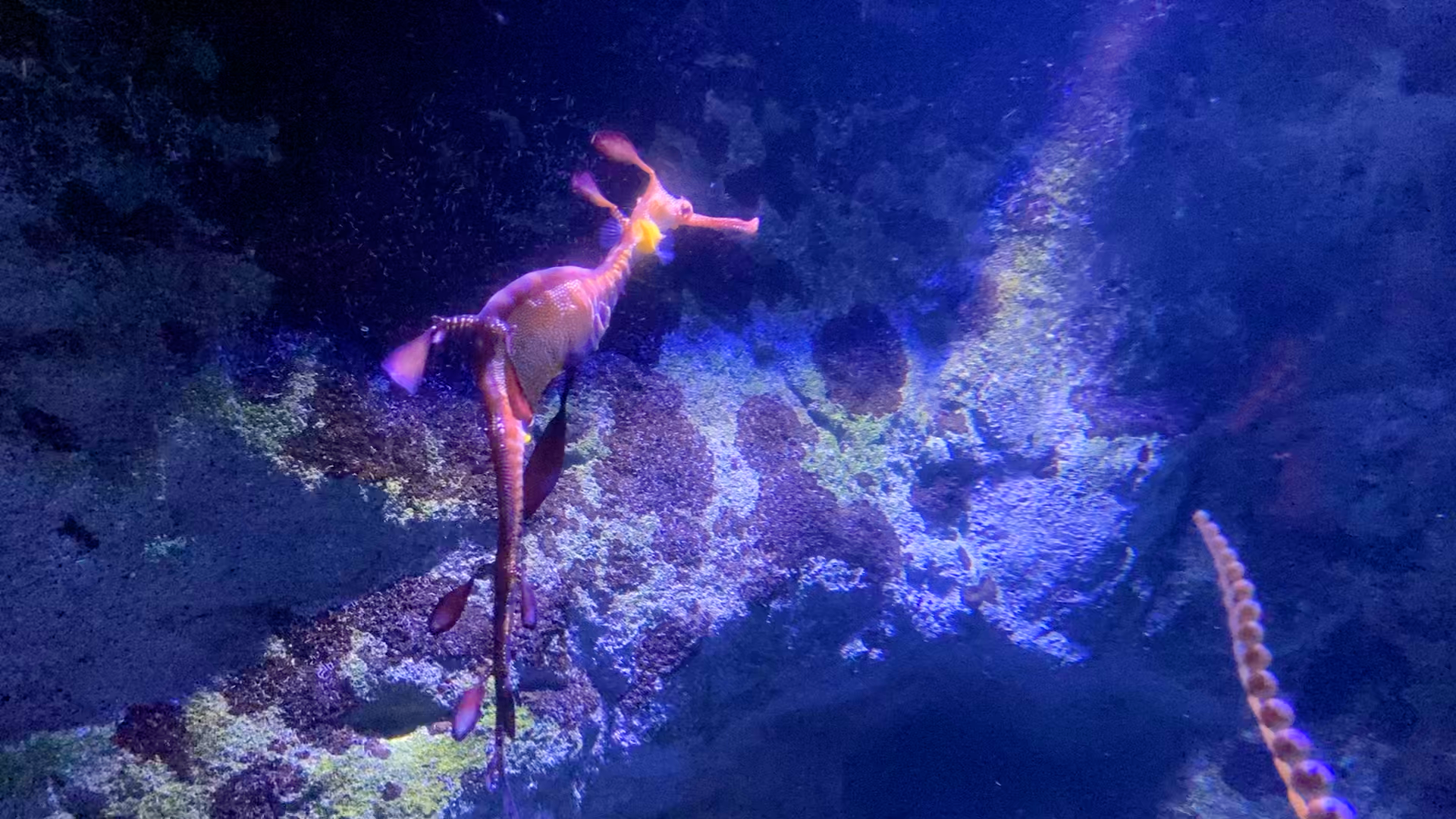 SEA LIFE Sunshine Coast