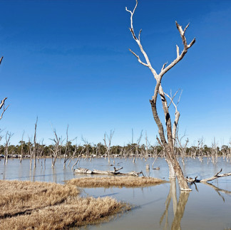 Lara Wetlands ~ Queensland
