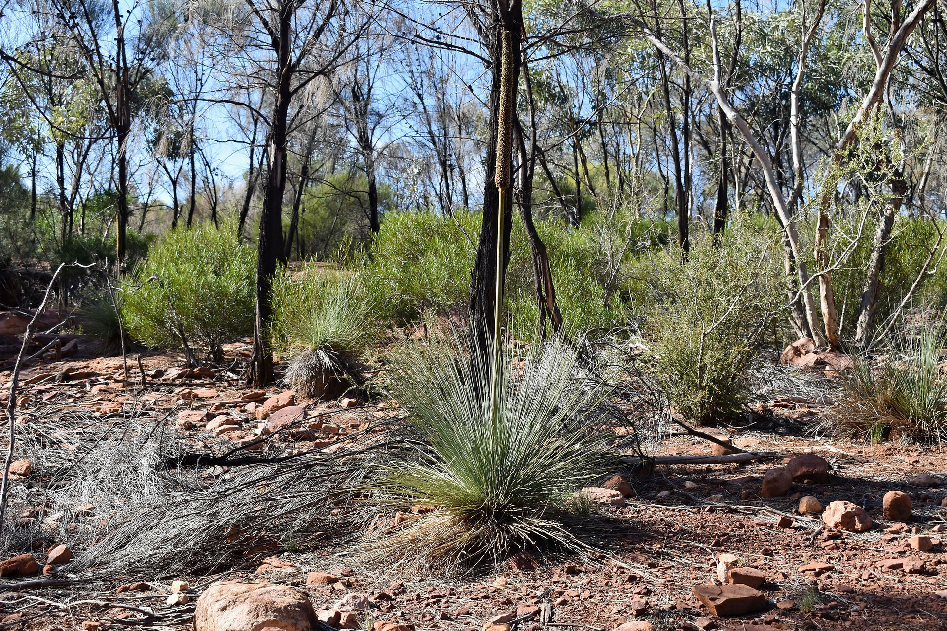 Arkaroo Rock