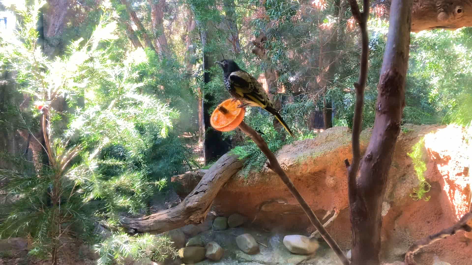 Melbourne Zoo