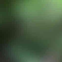 Evercreech Forest Reserve Tasmania