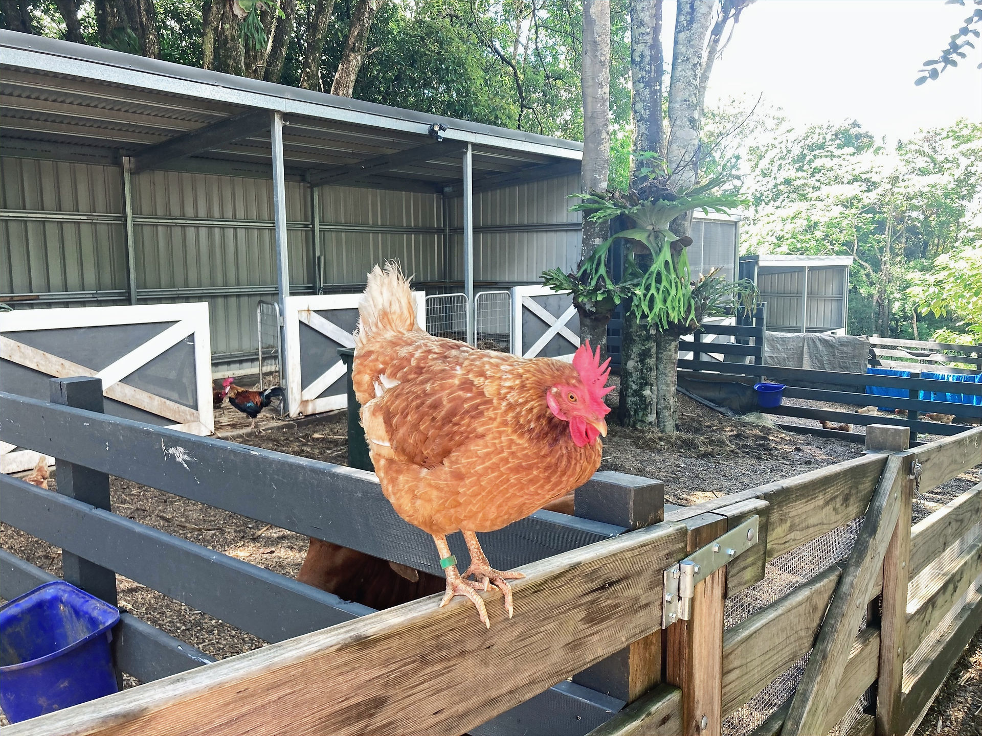 Maleny Botanic Gardens