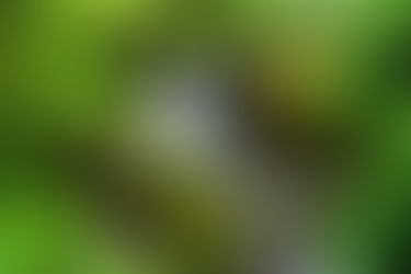 Amphitheatre Falls Victoria