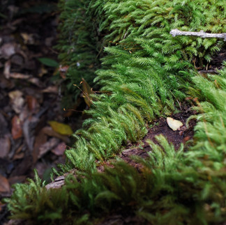 Eungella National Park
