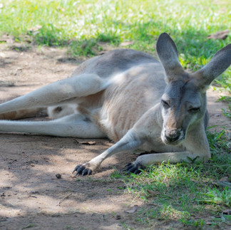 Australia Zoo Sunshine Coast