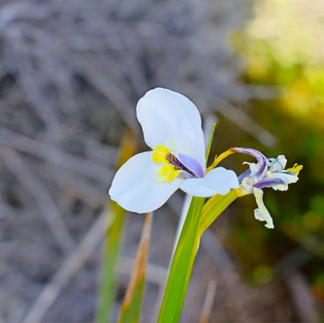 Labillardiere Peninsula flora.