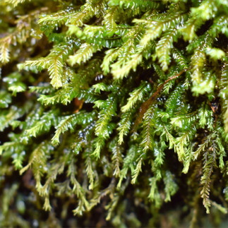 Champagne Falls Tasmania