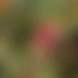 Pandani Grove ~ Mount Field