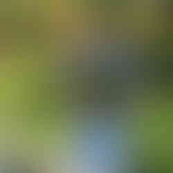 Mount Lofty Botanic Garden