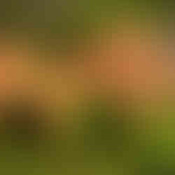 Mount Field National Park