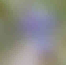 Beehive Falls The Grampians