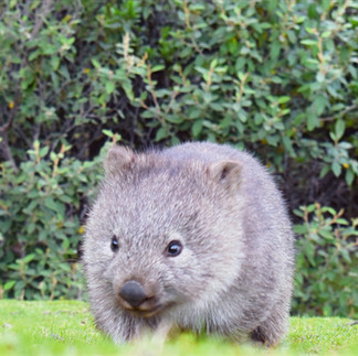 Wombat on Maria Island
