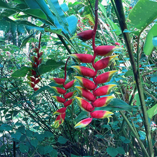 Maleny Botanic Gardens